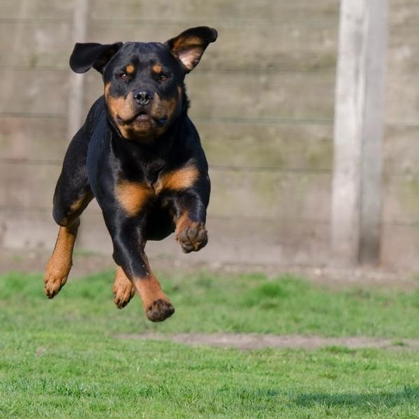 rottweiler americano vs rottweiler aleman