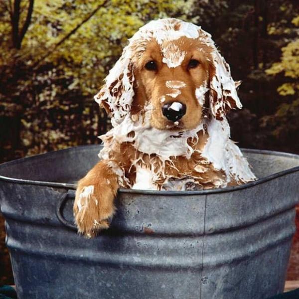 con qué frecuencia deben bañarse los perros esquimales