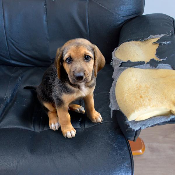 los perros dejan de morder