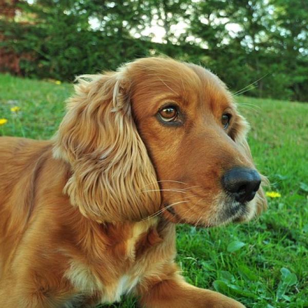 cómo se toman buenas fotos de perros negros