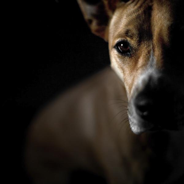 se puede curar la enfermedad vestibular en perros