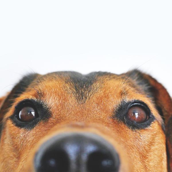 cómo puedo hacer que mi perro deje de orinar en todo