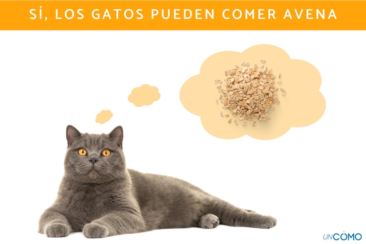 ¿Los gatos pueden comer avena? Descubre si este cereal es bueno para ellos