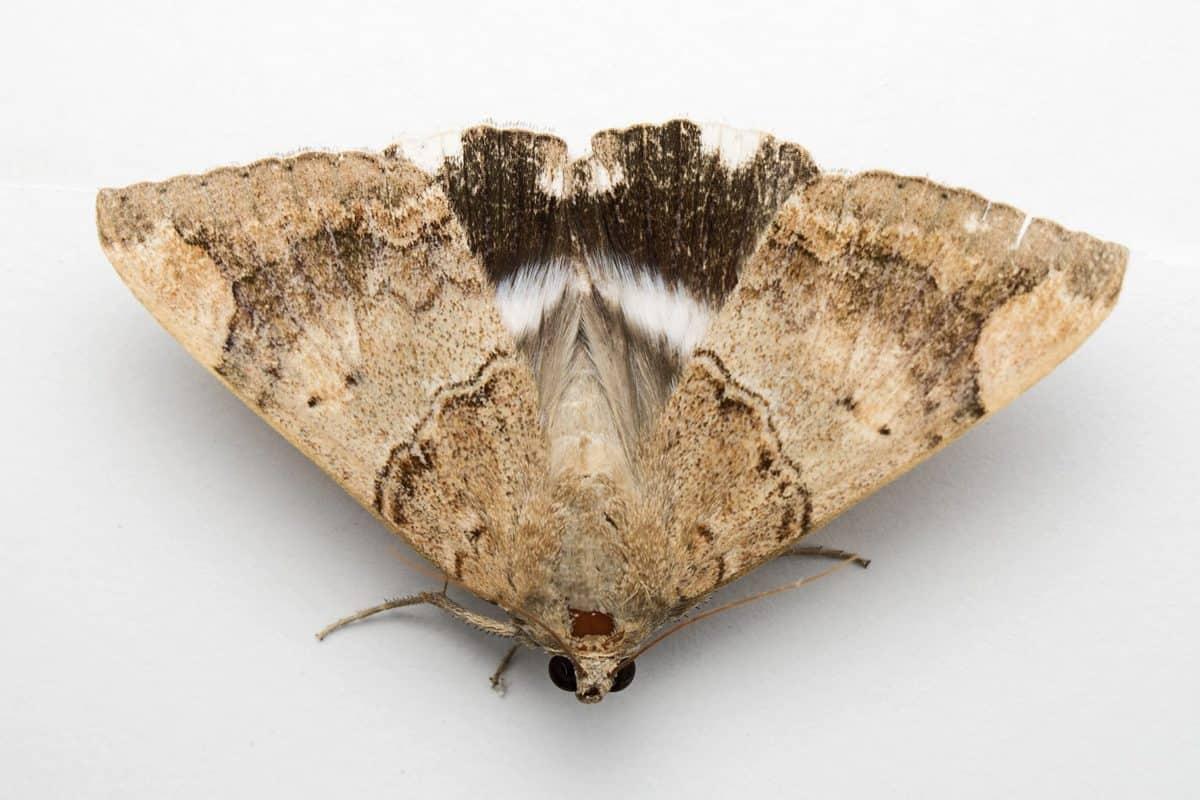 Cómo saber de dónde salen las polillas