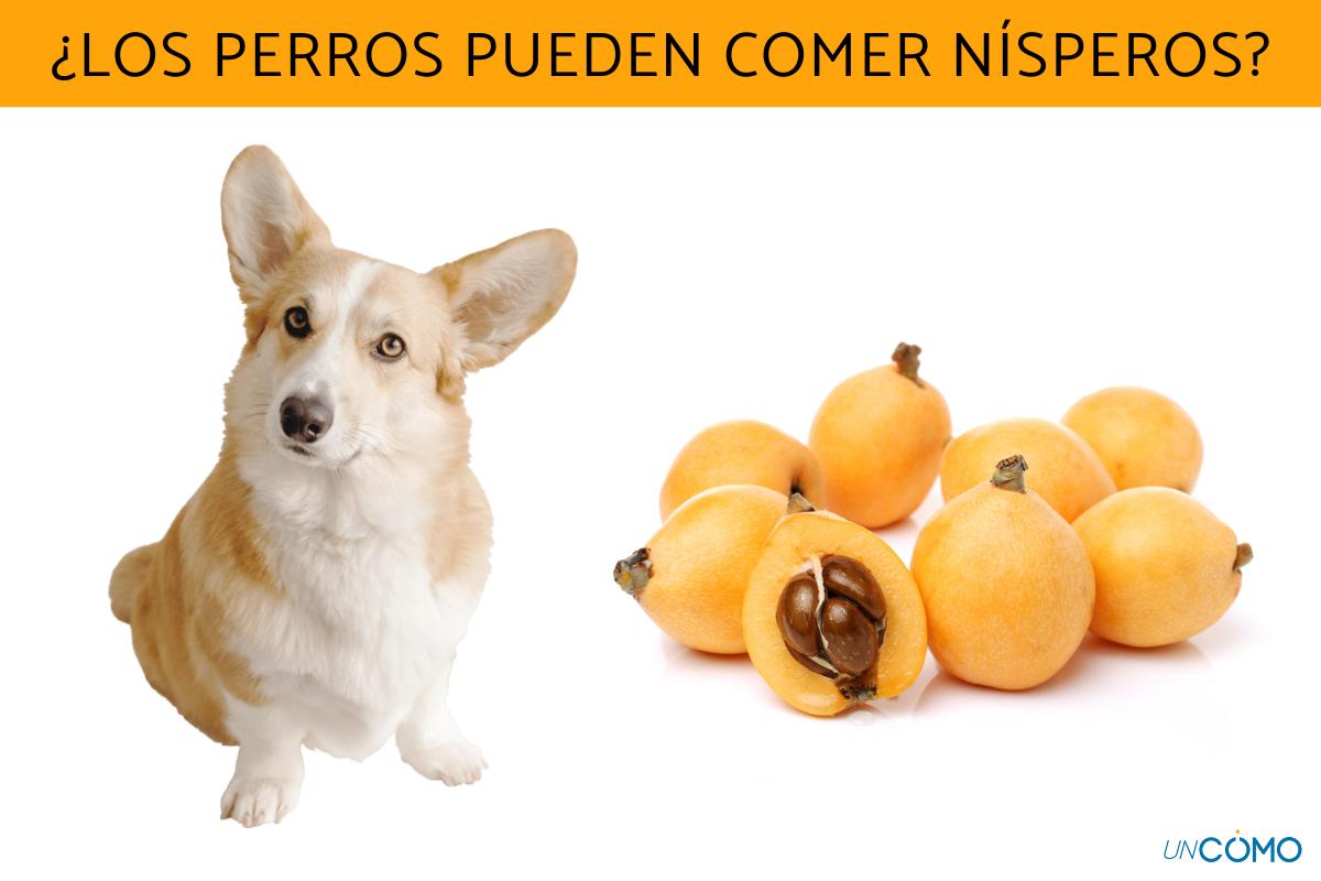 ¿Los perros pueden comer nísperos? Estos son sus beneficios y cómo dárselos