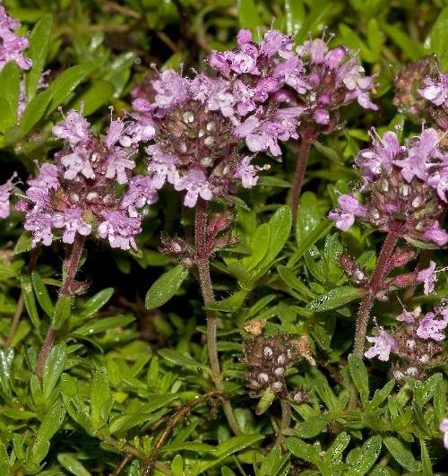 Remedios caseros para las rozaduras en los pies - Remedios caseros para las rozaduras en los pies: tomillo