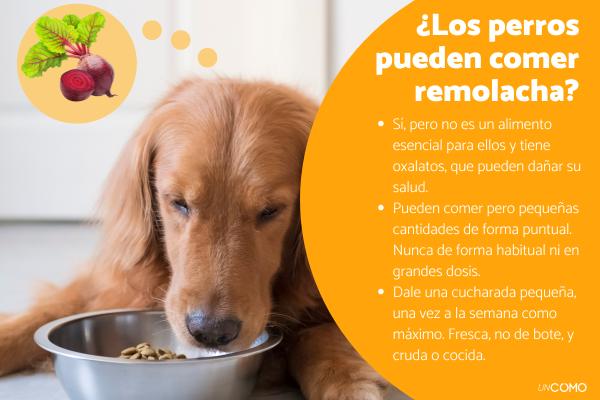 ¿Los perros pueden comer remolacha? Descubre si es seguro este alimento