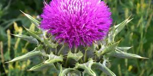 Cuáles son las propiedades del cardo mariano
