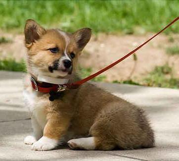 Cuándo puedo pasear a mi cachorro - Paso 3