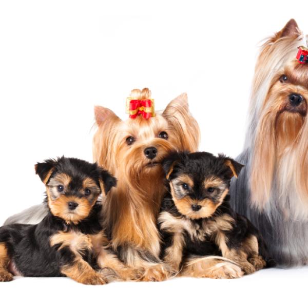los yorkies nacen con cola larga