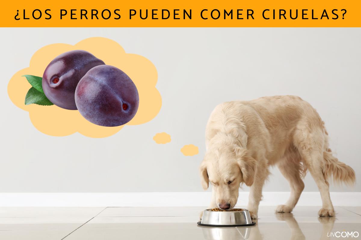¿Los perros pueden comer ciruelas? Conoce sus beneficios y cómo puedes dársela