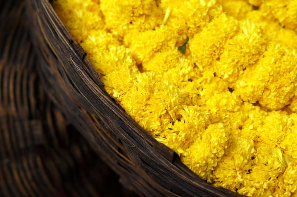 Propiedades del jabón de caléndula - aquí todas - Contraindicaciones del jabón de caléndula