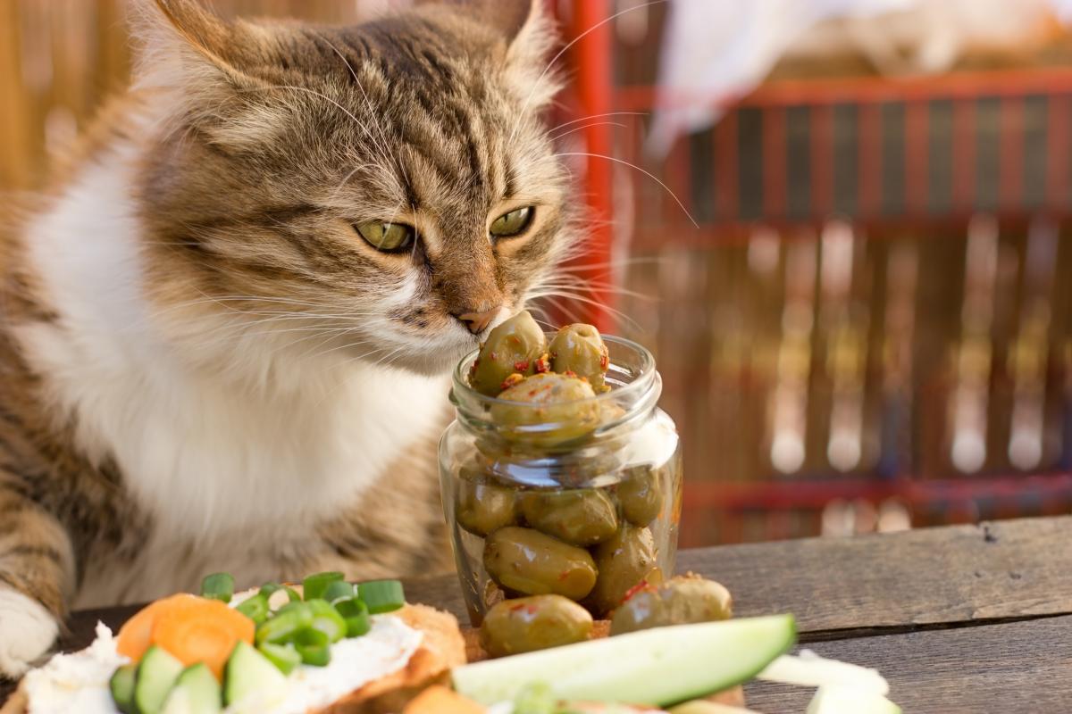 ¿Los gatos pueden comer aceitunas?