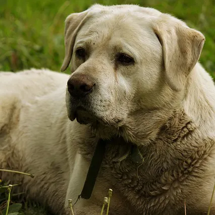 qué causa una uti en cachorros