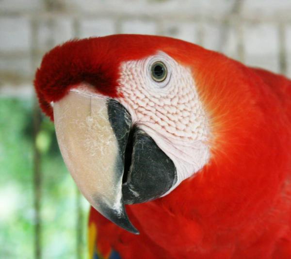 Cómo cuidar un loro