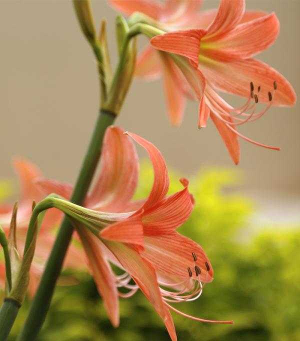 Cómo decorar un patio con flores - Paso 1