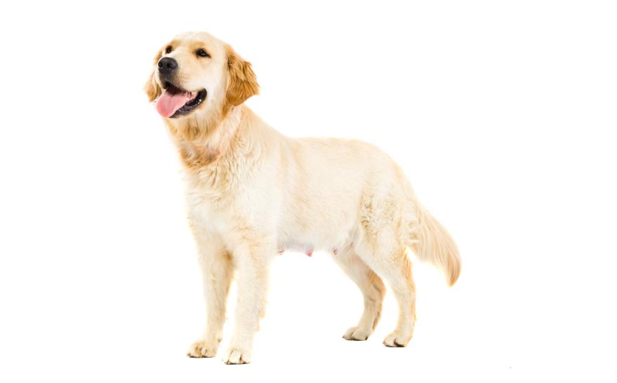 por qué se hinchan las pelotas de los perros