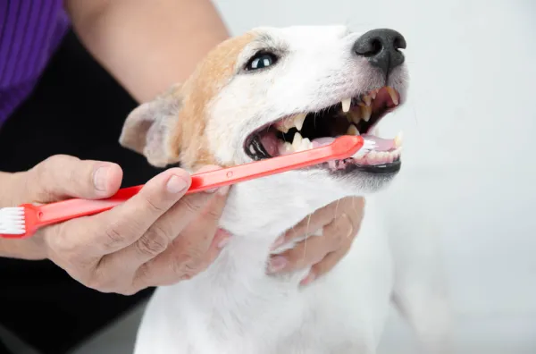 qué haces si los dientes de tu perro se están pudriendo