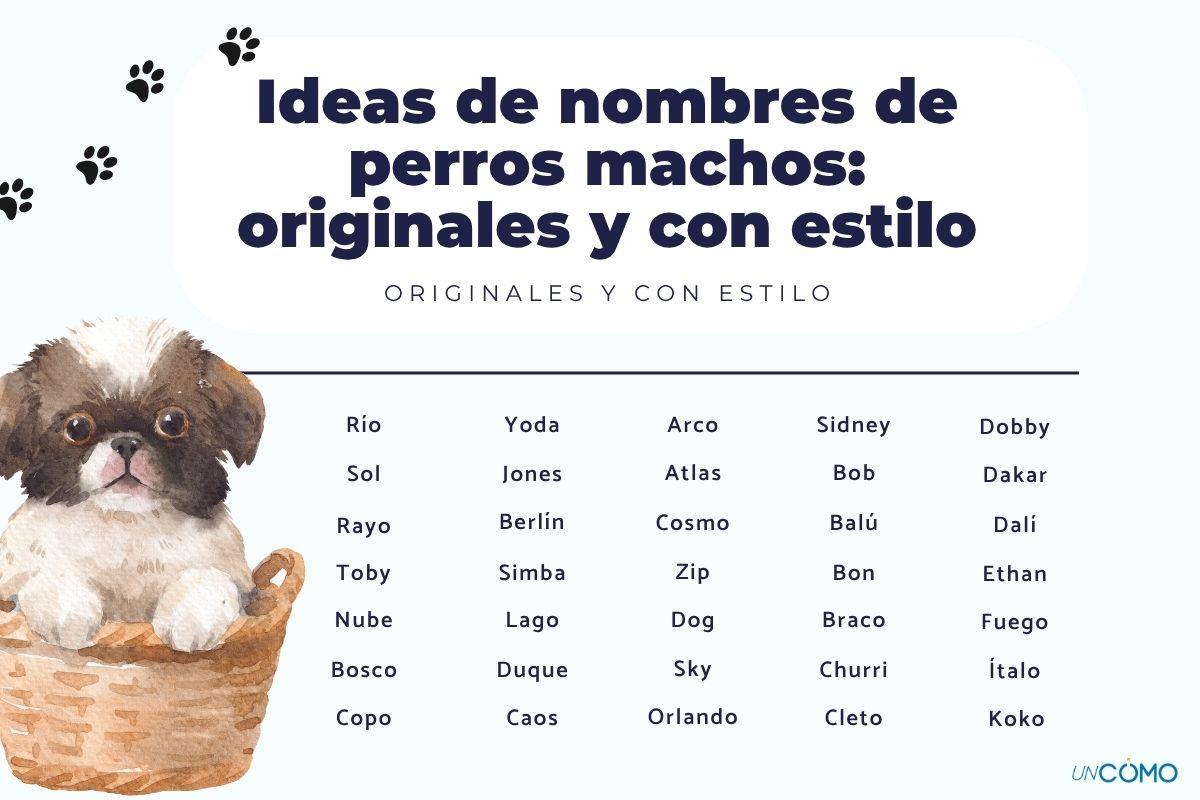 Ideas de nombres de perros machos: originales y con estilo
