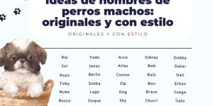 Ideas de nombres de perros machos: originales y con estilo