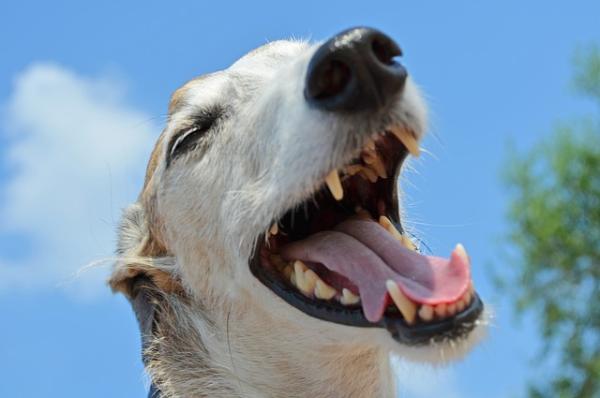 Cómo hacer pasta de dientes para perros - recetas y consejos