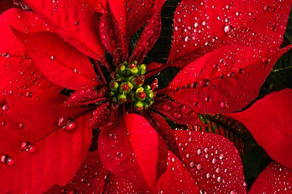 Cómo regar la flor de Pascua