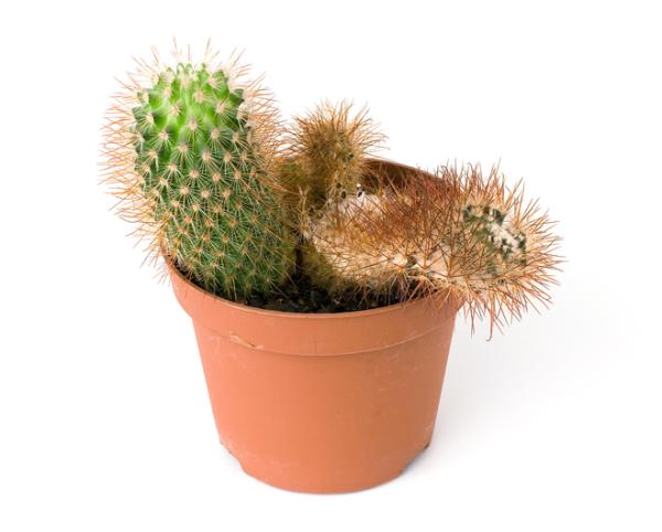 Por qué un cactus se pone blanco - Hongos en los cactus