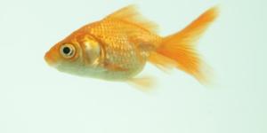 Cómo habituar los peces a nuevos hogares