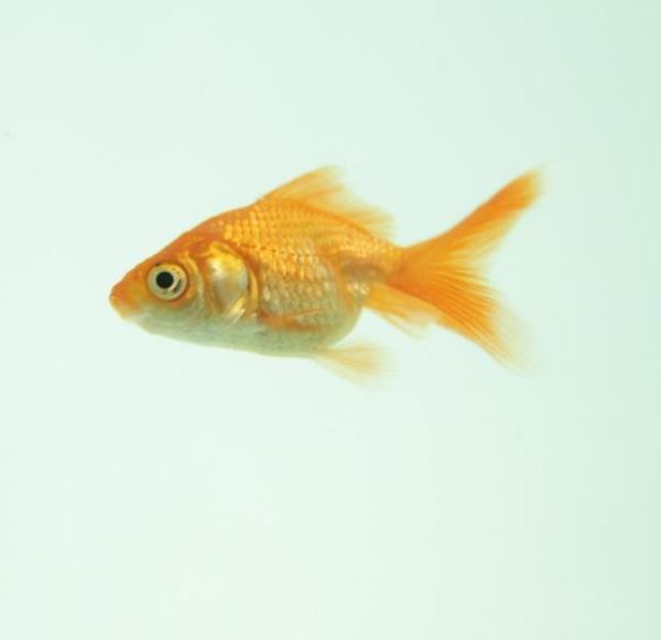 Cómo habituar los peces a nuevos hogares