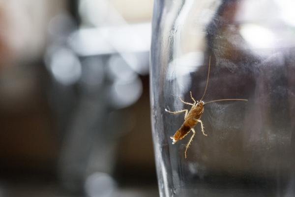 Cómo hacer trampas para cucarachas caseras