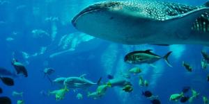 Cuál es el animal más grande del mundo