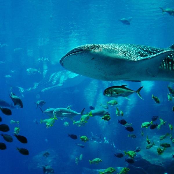 Cuál es el animal más grande del mundo