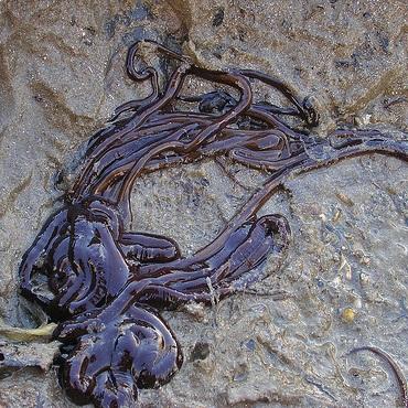 Cuál es el animal más grande del mundo - El animal más grande es... ¡un gusano! 