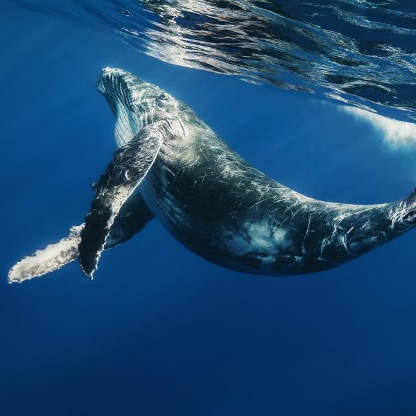 Cuál es el animal más grande del mundo - El mamífero más grande del mundo