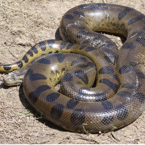 Cuál es el animal más grande del mundo - El reptil más grande del mundo 