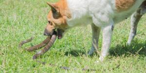 Qué hacer cuando una serpiente muerde a un perro