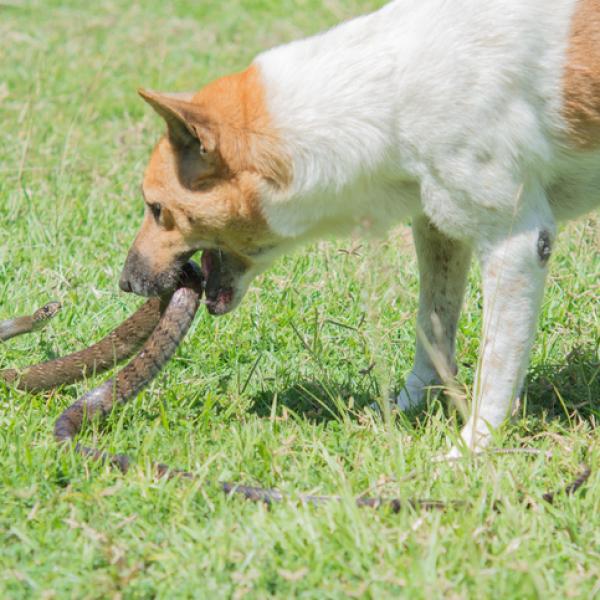 las serpientes rata son venenosas para los perros