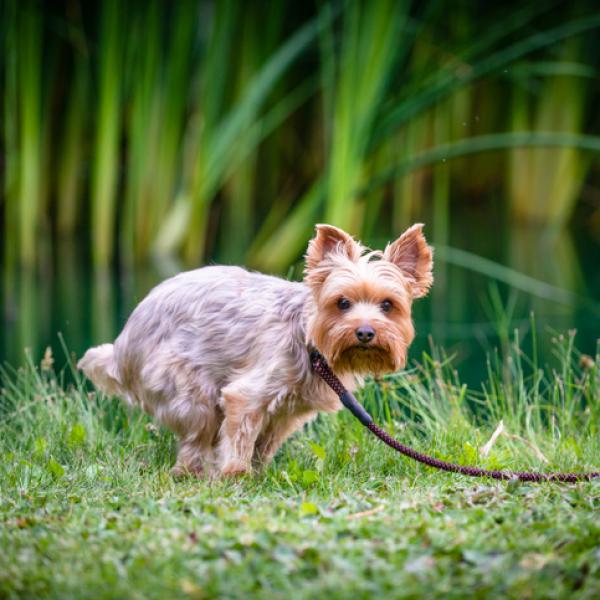 como hacer que un perro deje de comer caca