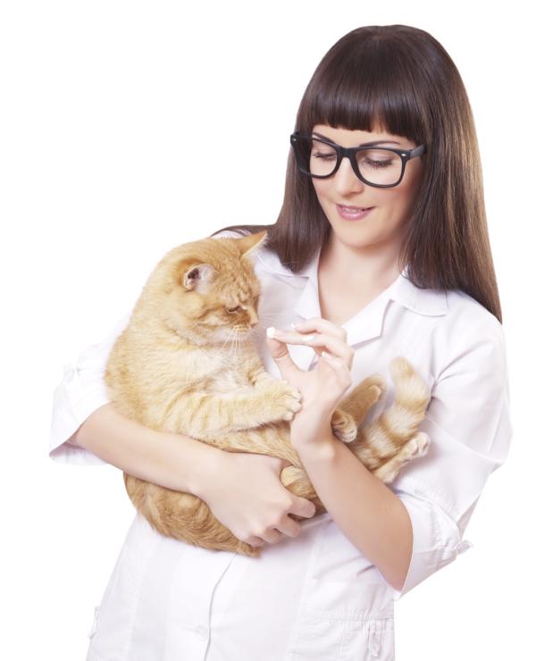 Cómo dar una pastilla a mi gato