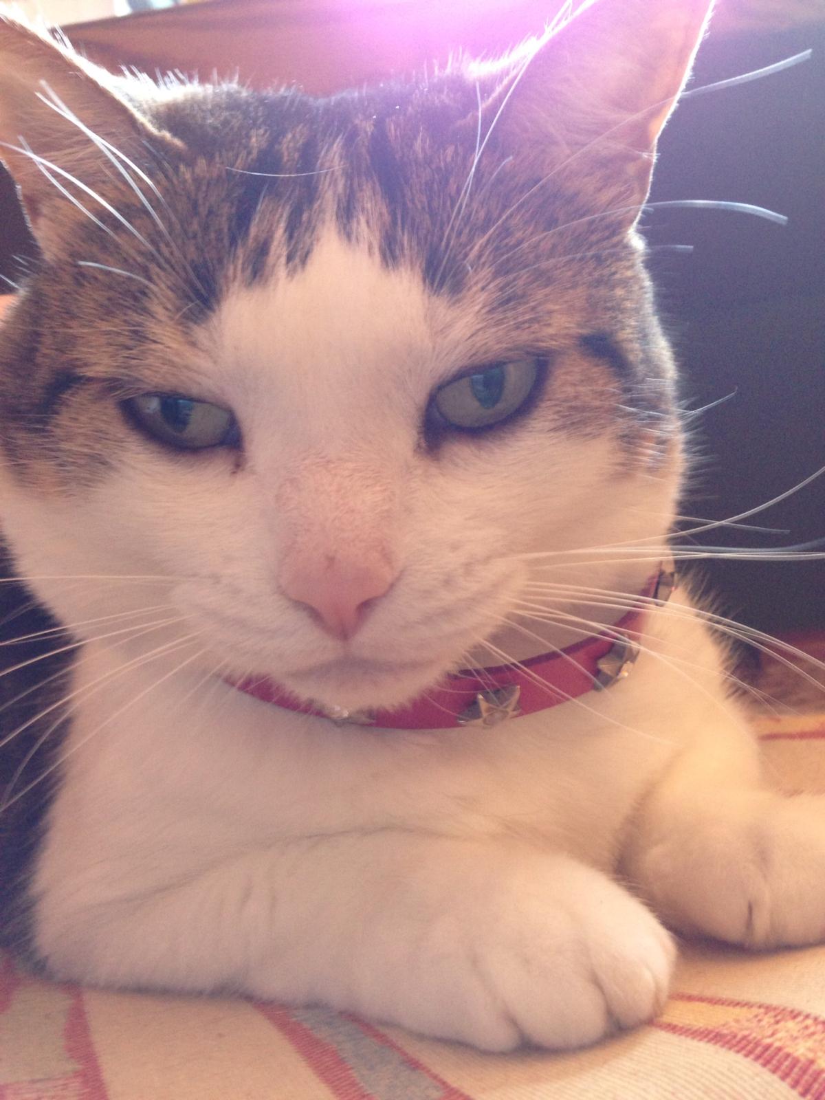 Cómo elegir los juguetes del gato 