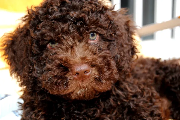 son buenos los perros de aguas de picardía