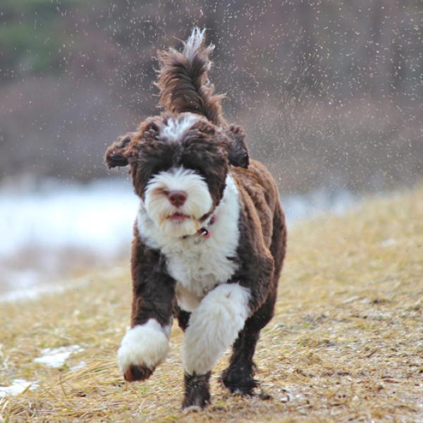 son buenos los perros de aguas de picardía