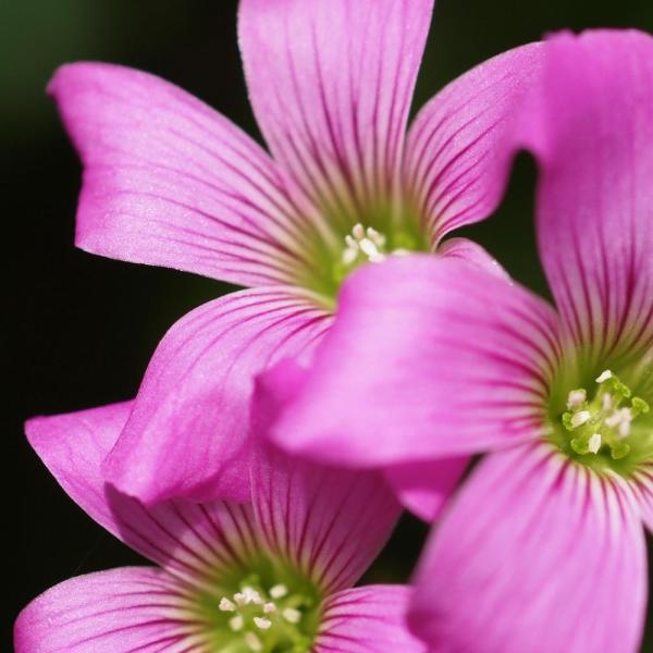 Cómo hacer flores de tela