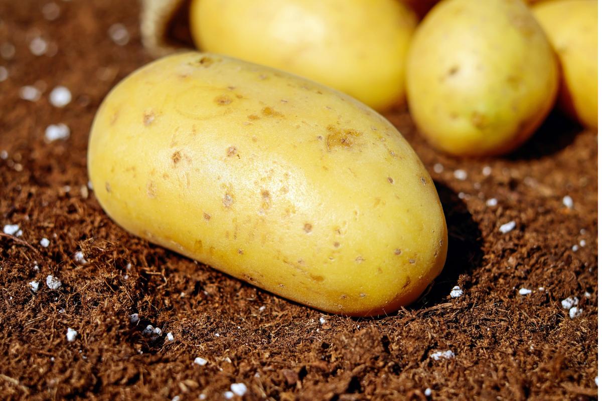 ¿Las patatas tienen gluten? Conoce si pueden comerlas los celíacos