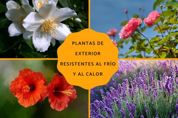 15 plantas de exterior resistentes al frío y al calor