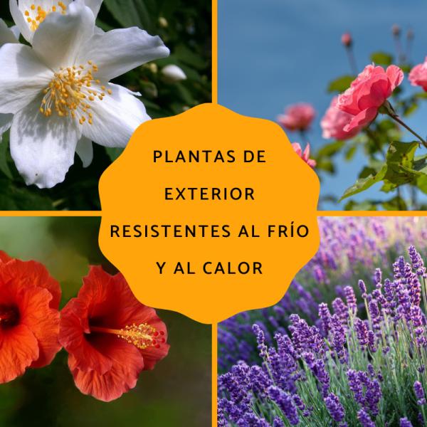 Plantas De Exterior Resistentes Al Sol Y Al Frío