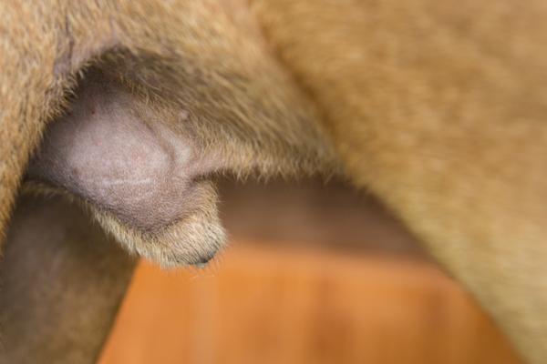 por qué mi cachorro sigue lamiéndose las partes íntimas