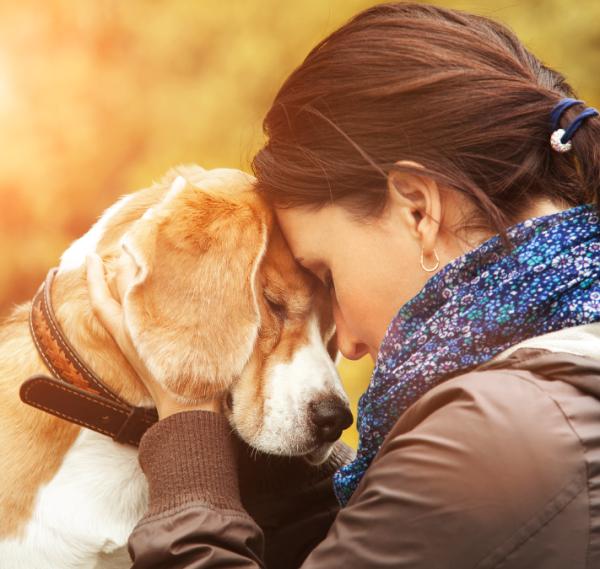 ¿Los perros sienten las emociones humanas?