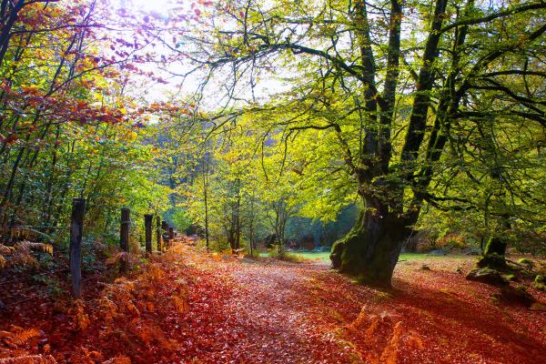 Dónde viajar en España en octubre: los mejores destinos - Navarra y la Selva de Irati