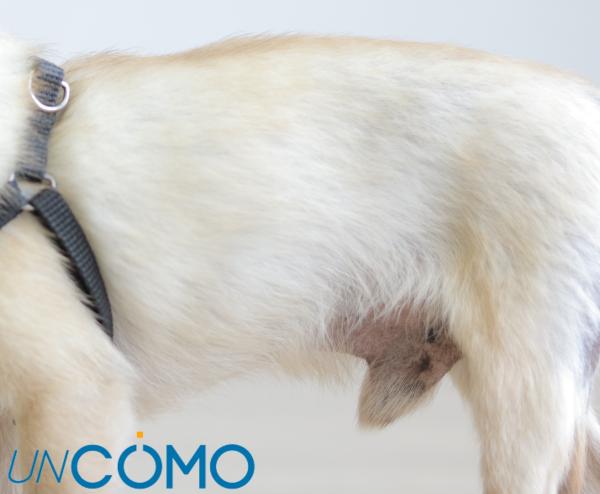 por qué mi cachorro sigue lamiéndose las partes íntimas